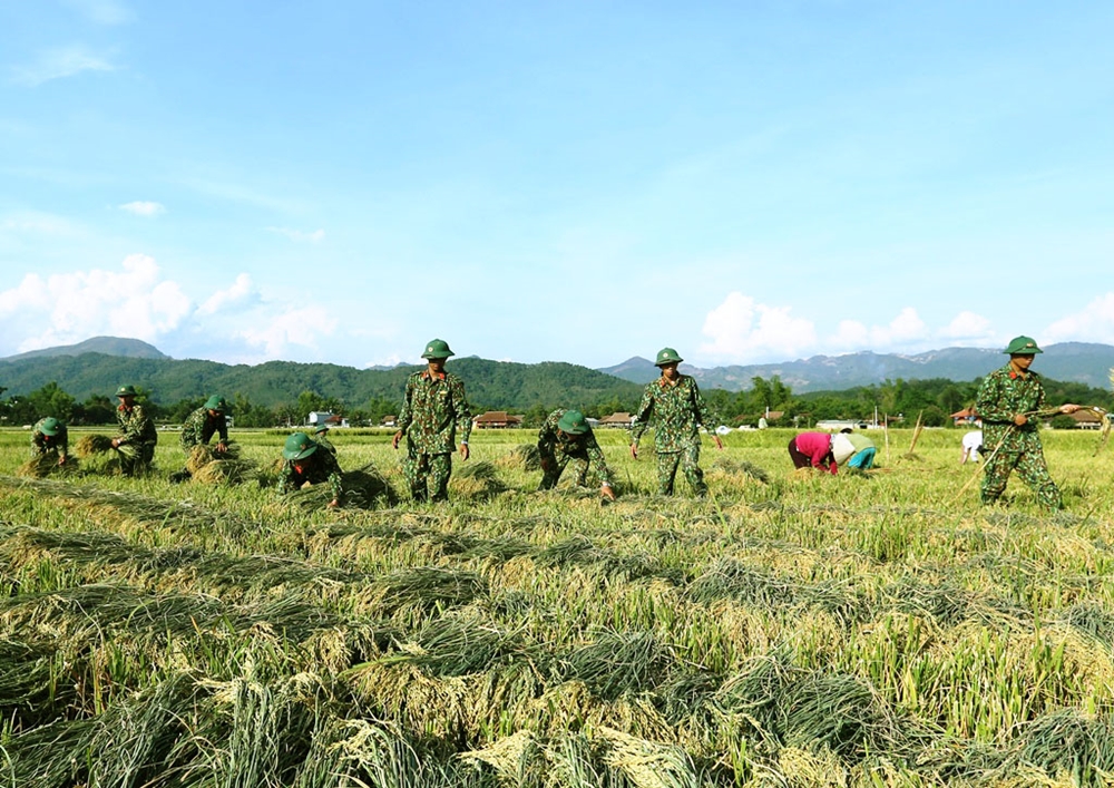 Bộ đội giúp dân gặt lúa trên cánh đồng Mường Thanh.